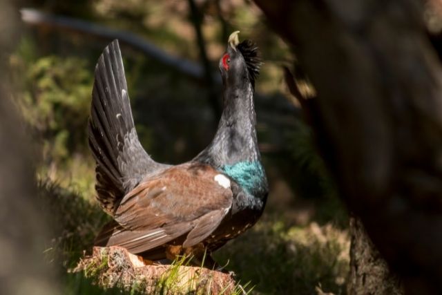 Bird hunting in Sweden